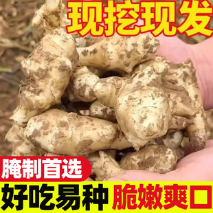 洋姜种子现挖鬼子姜农家洋生姜大果野生鲜洋姜不辣下饭菜菊芋蔬菜