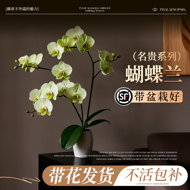 蝴蝶兰带花盆栽轻奢高级感特大号