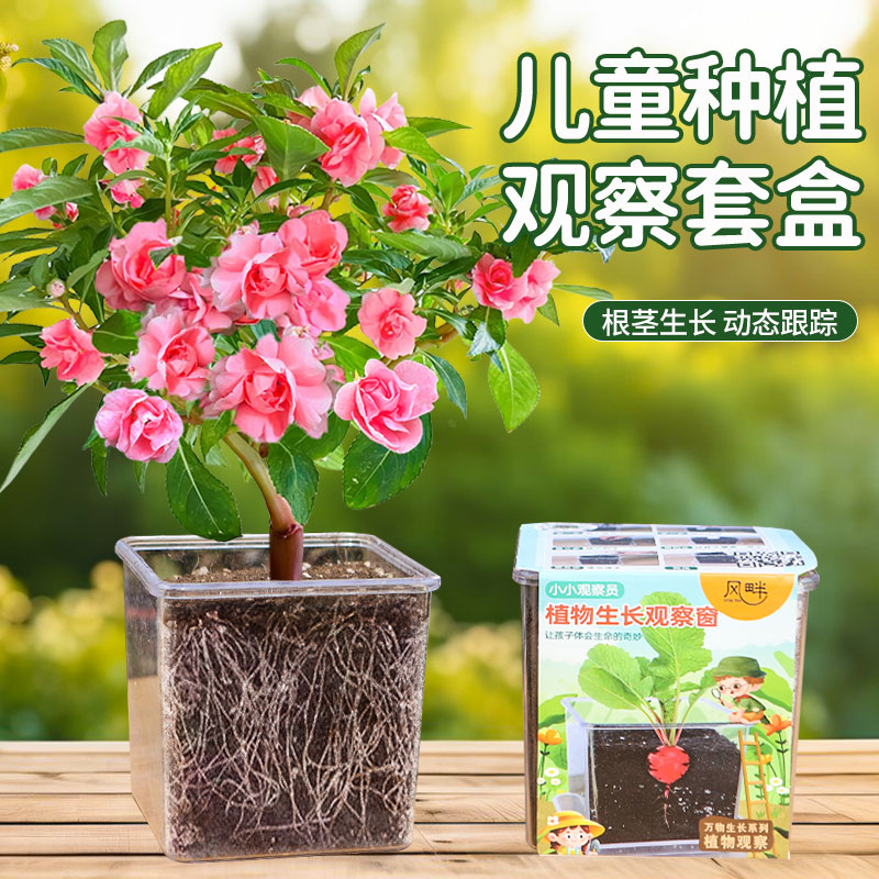 儿童种植凤仙花种子小盆栽学生实验观察向日葵太阳花种籽四季开花