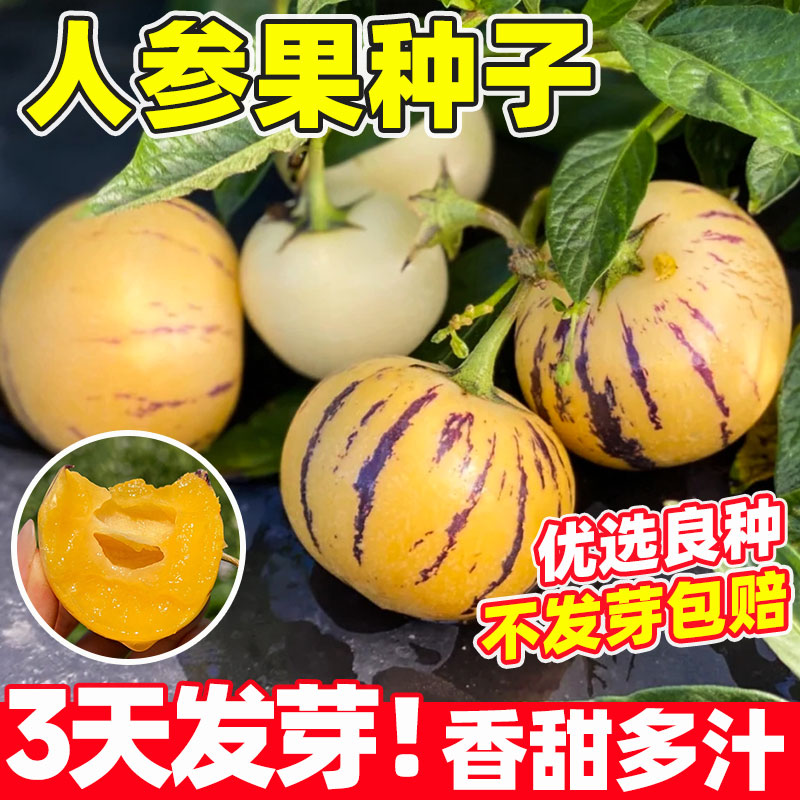 云南人参果种子盆栽人生果种植水