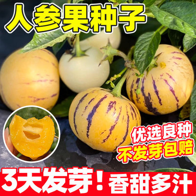 云南人参果种子盆栽人生果种植水