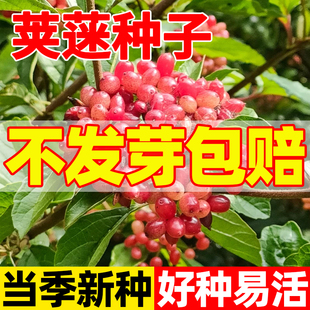 野生荚蒾树种子苦柴子酸汤杆苦才子夹迷果子药材多年生灌木树种籽