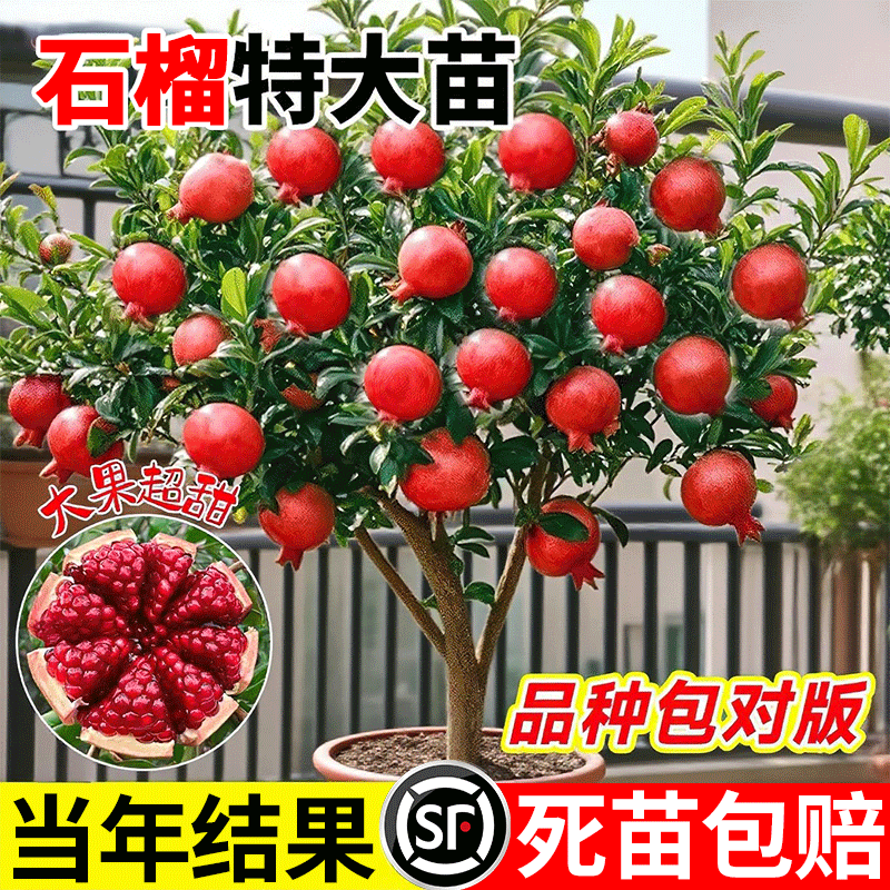 石榴树树苗蒙阳红石榴盆栽庭院水果树特大突尼斯软籽无籽带土果苗