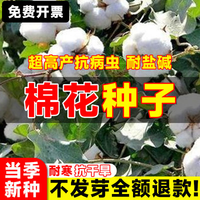 新棉花籽棉籽仁家庭盆栽植物懒汉