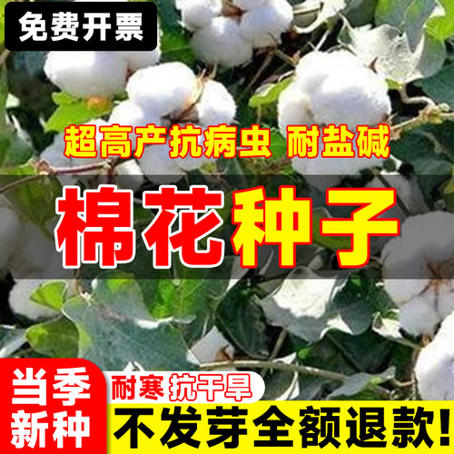 新棉花籽棉籽仁家庭盆栽植物懒汉