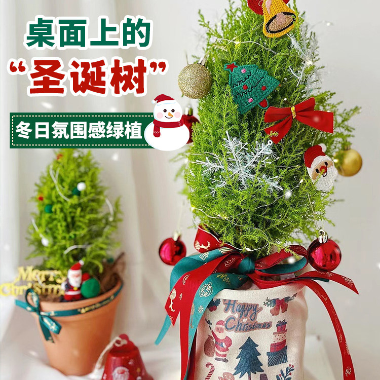 精品小香松室内北欧四季好养图片
