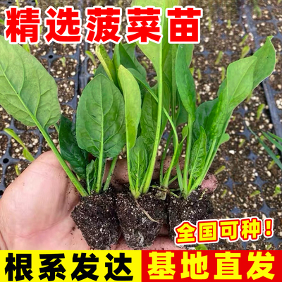 大叶菠菜苗四季易种原生态菠菜籽