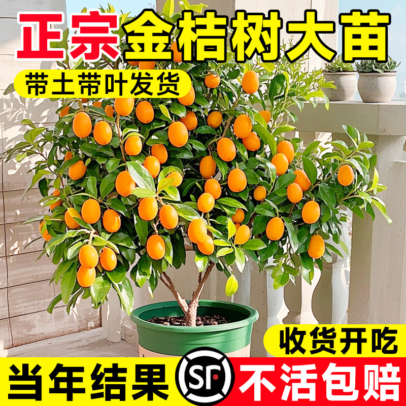 脆皮金桔树盆栽带果土球发