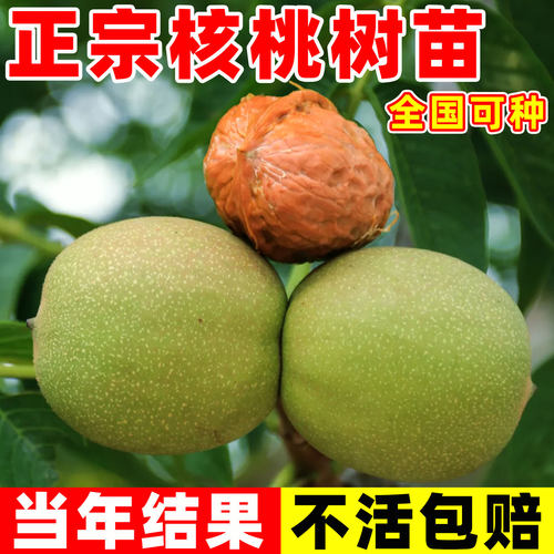 核桃果树苗南北方四季种植