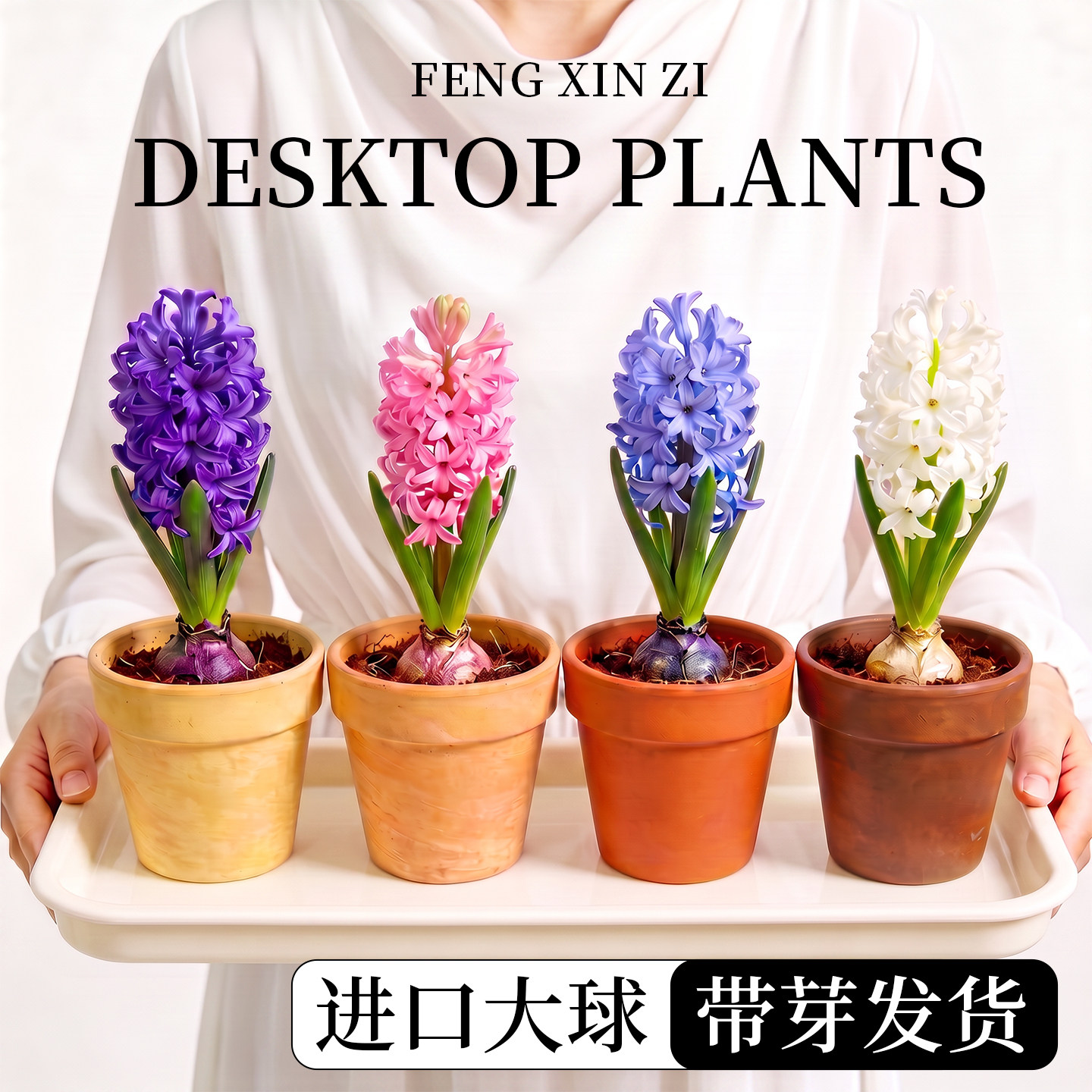 风信子种球耐寒球根花种水培土培