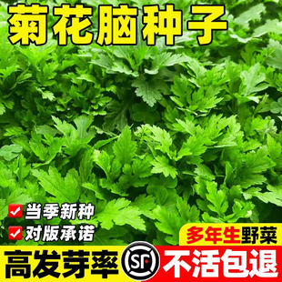 南京菊花脑种子籽四季菊花叶籽多年生宿根多次采摘野菜菊花种孑籽