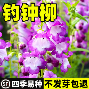 钓钟柳种子吊钟柳花卉种籽孑盆栽南北方四季开花易活庭院景观花海