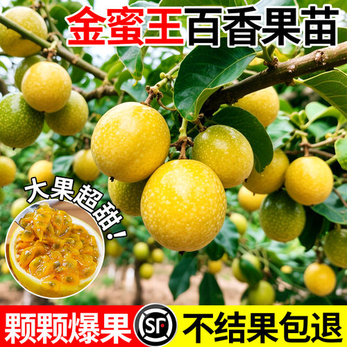金蜜王百香果苗四季不断结