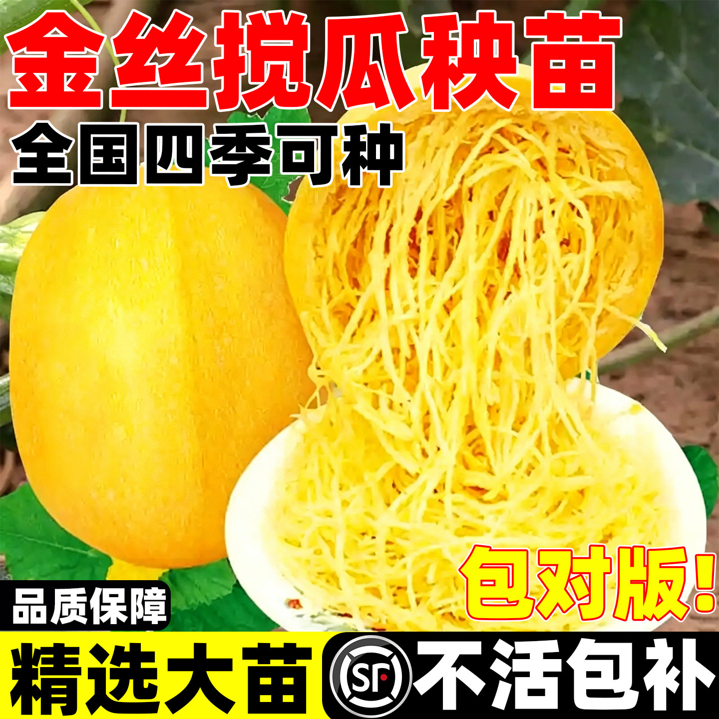 金丝搅瓜秧苗种子天然粉丝板栗蜜本板栗奶油茭爬藤黄金小南绞瓜苗
