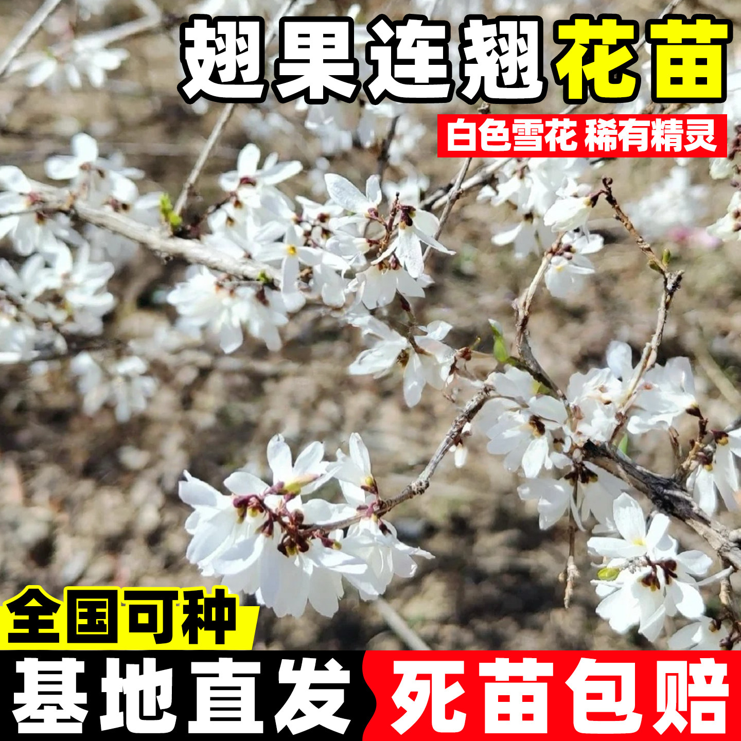 翅果连翘玫瑰盆栽室外地栽造景灌木耐寒耐旱四季好活园林工程树苗