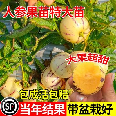 人参果苗特大号树盆栽云南