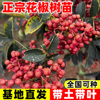 花椒树苗四川大红袍特麻椒九叶青