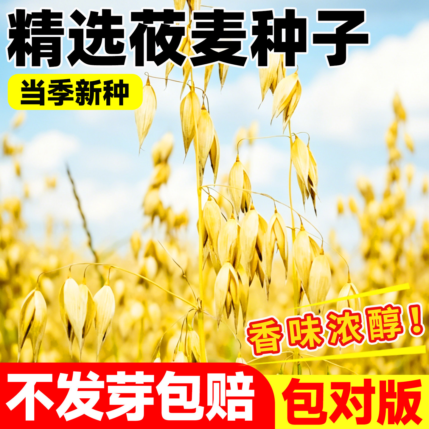 莜麦种子五谷杂粮种子中国燕麦种图片
