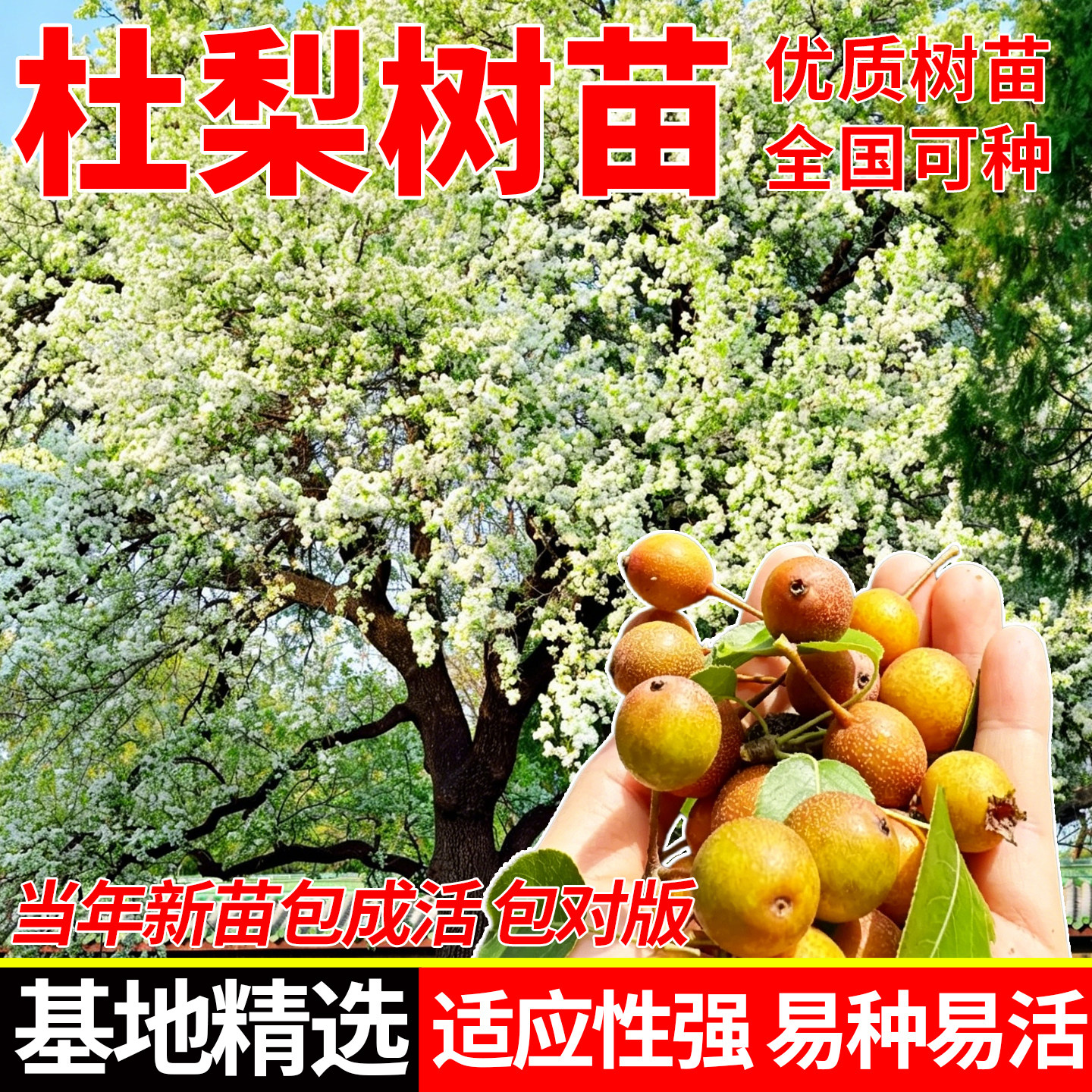 杜梨苗海棠梨树嫁接苗四季种植可观赏可食用阳台庭院盆栽棠梨大苗