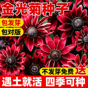 春秋开花金光菊种子宿根黑烟苏珊花种易活冬天庭院室外盆栽种籽孑