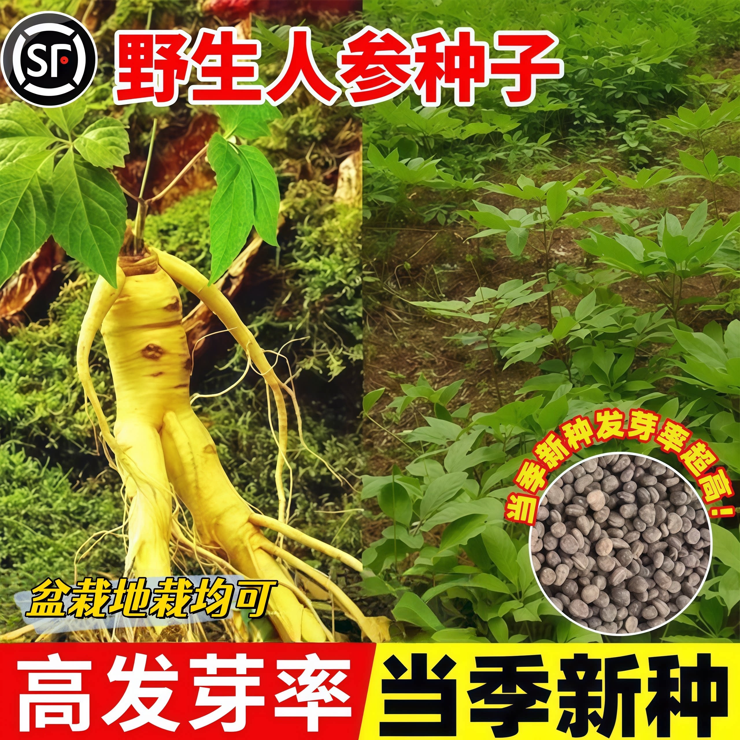 长白山人参种子正宗东北野山参四季播种易活名贵中药材阳台盆栽苗