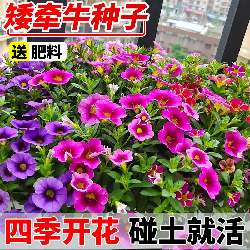 牵牛花种孑四季播重瓣矮开