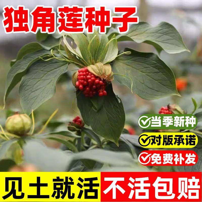 独角莲种子当年新采中药材优质散装秋季春季播种绿化植物林木种子