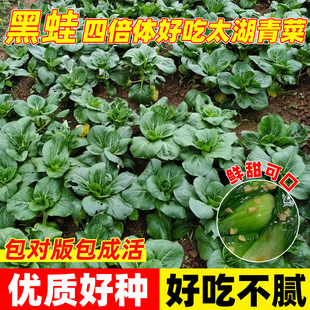 黑蛙四倍体好吃太湖青菜种子苏州青矮脚青菜籽易成活蔬菜种孑大全