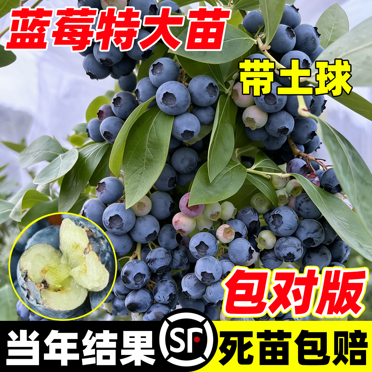 蓝莓树果苗带果蓝莓苗盆栽南北方