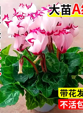 仙客来盆栽带花特大号兔子花卉