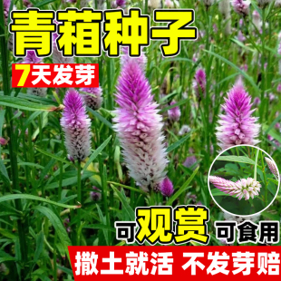 青葙种子四季阳台庭院盆栽花卉草蒿百日红昆仑草鸡冠苋籽春秋播种