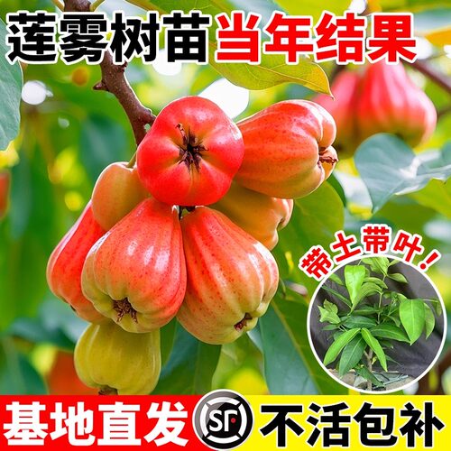 当年结果黑金刚莲雾树苗嫁