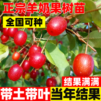 羊奶果树果苗德甜二号果树苗