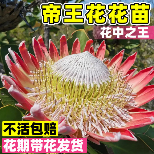 南非进口粉帝王花白帝王花庭院