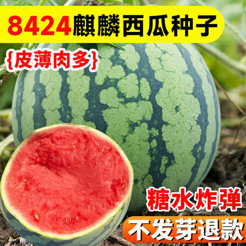 冰糖麒麟8424西瓜无籽西瓜