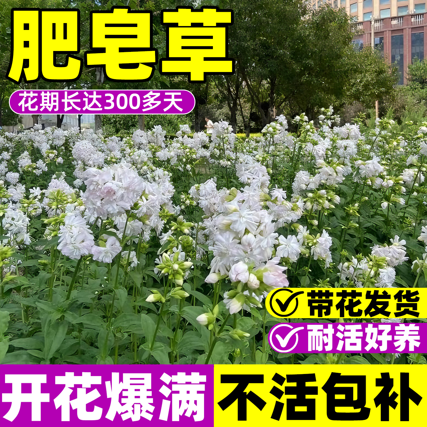 肥皂草花苗石碱花盆栽大苗阳台庭