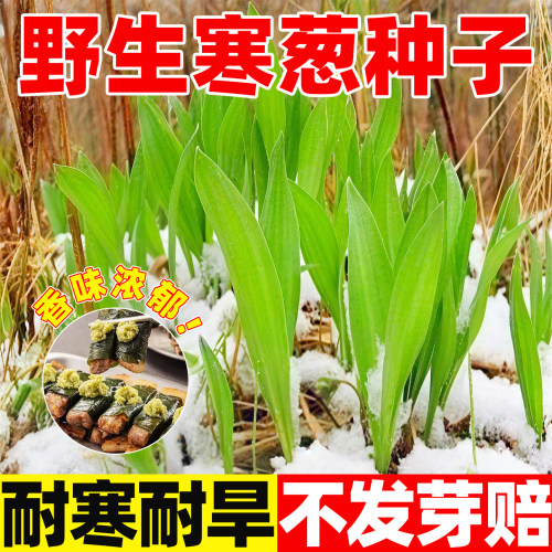 野生寒葱种子庭院山葱种子盆栽