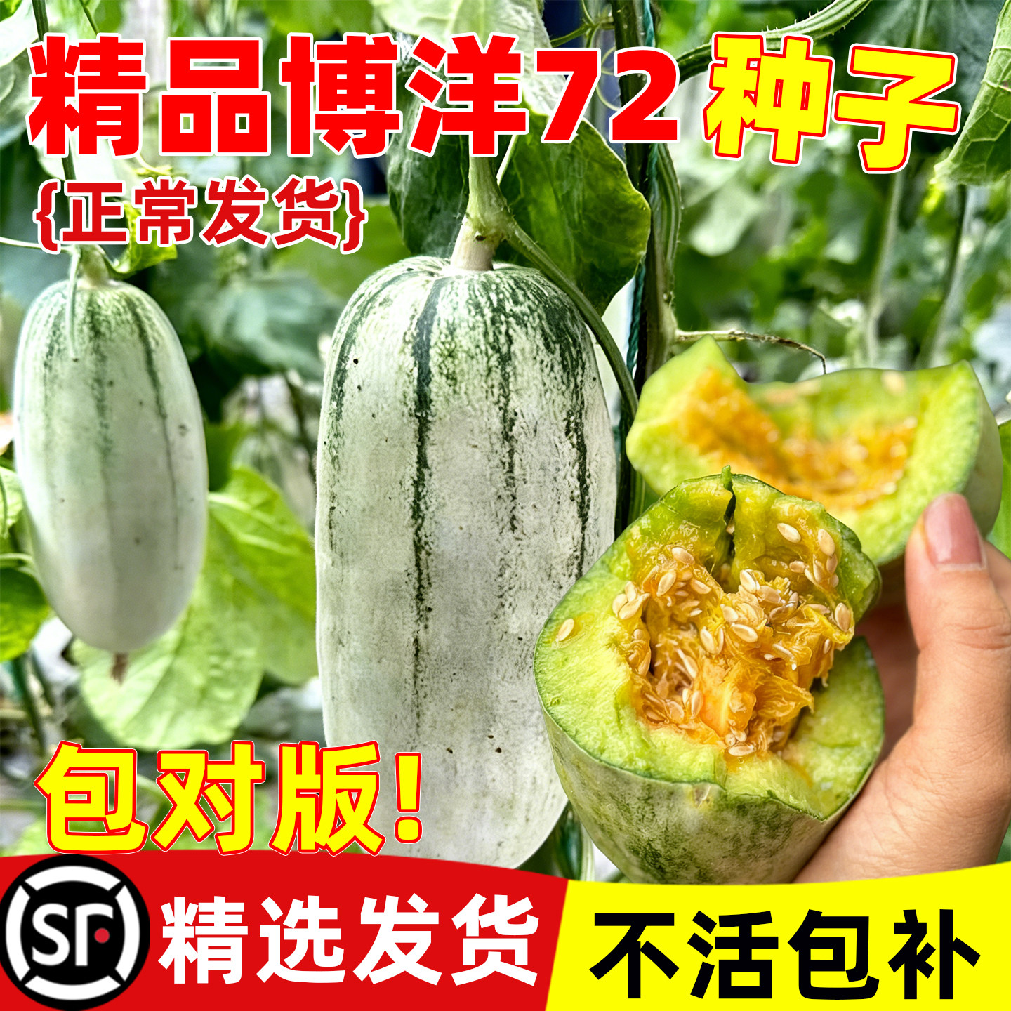 博洋72号甜瓜种子四季播种早熟高