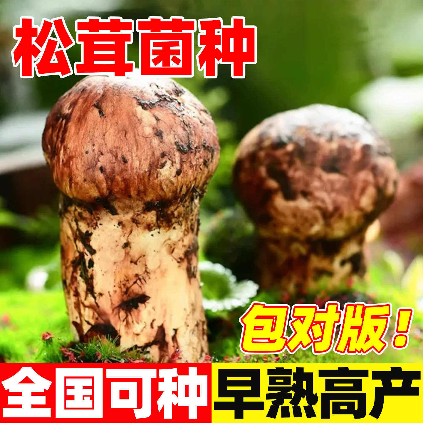 松茸菌种原种菌包棒蘑菇菌种可食用阳台盆景栽培室内外蘑菇种植包