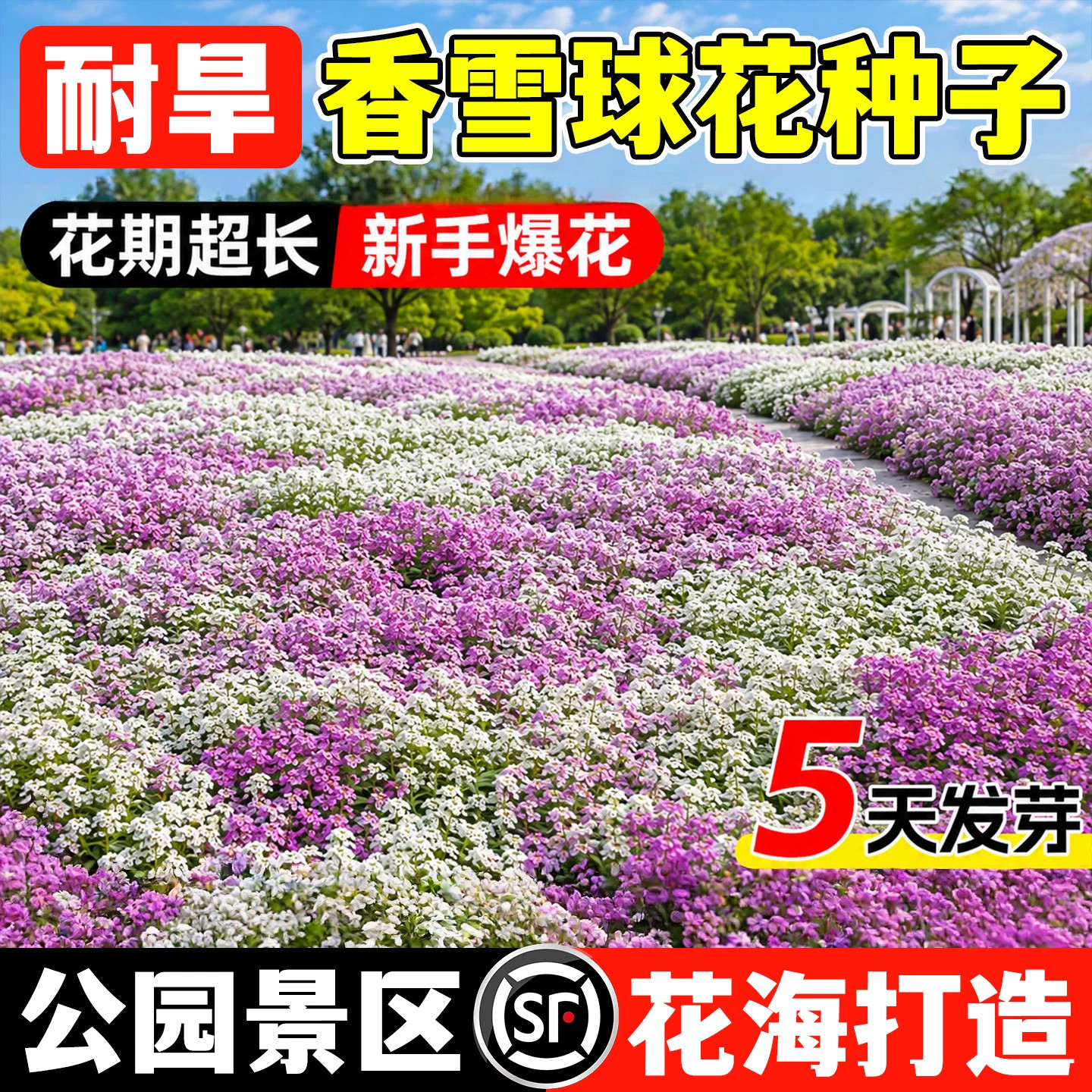 香雪球种子耐寒低矮匍匐芳香花图片