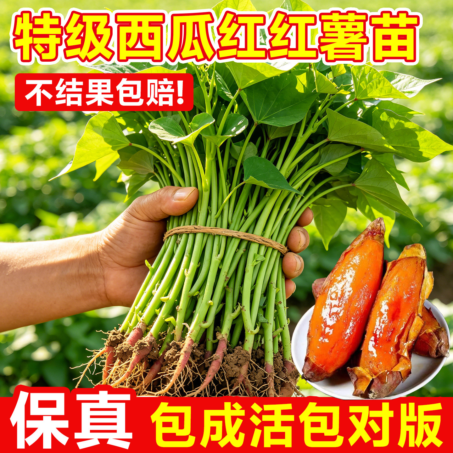 榴莲蜜薯秧苗西瓜红蜜紫薯正宗脱图片