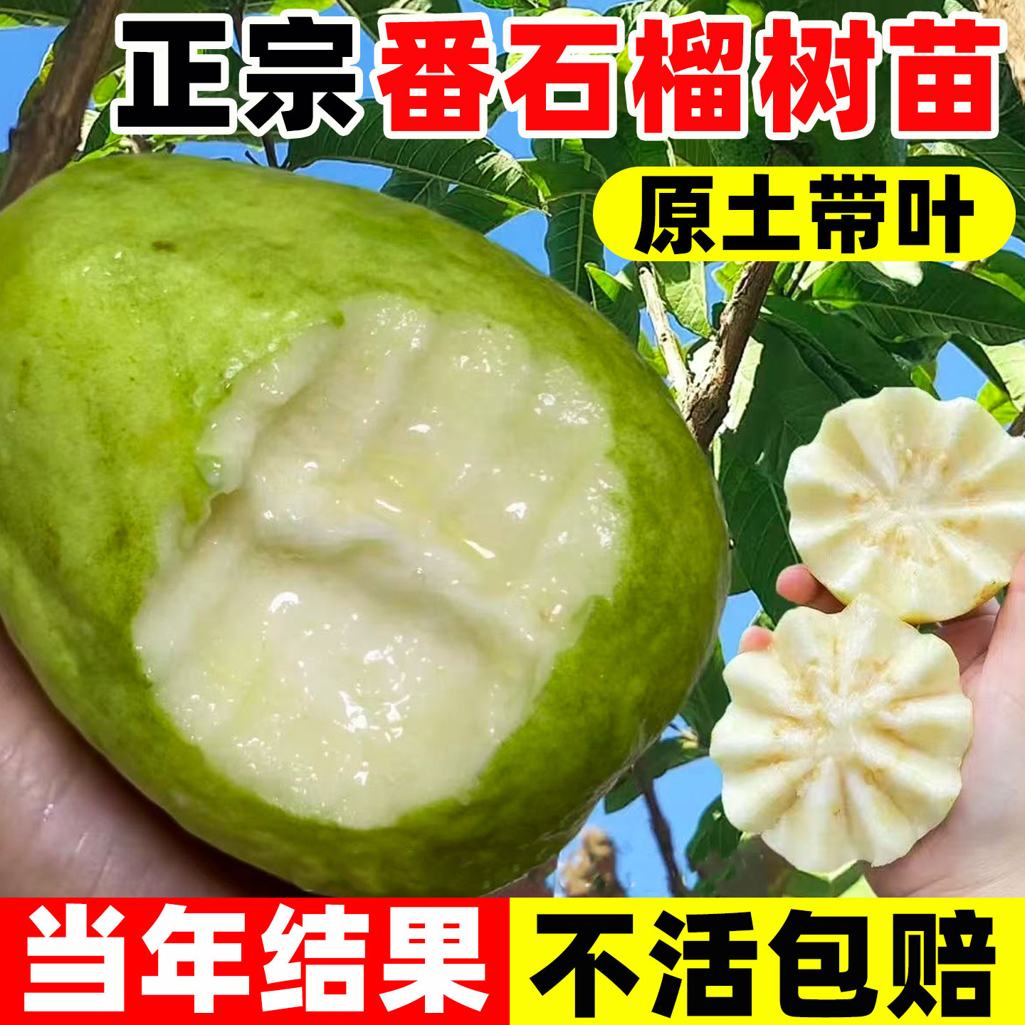 番石榴树苗芭乐红心果树果苗嫁接四季果树南北方种植庭院盆栽地栽