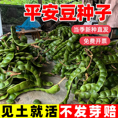 平安豆种子龙豆罗汉豆木腰九龙藤