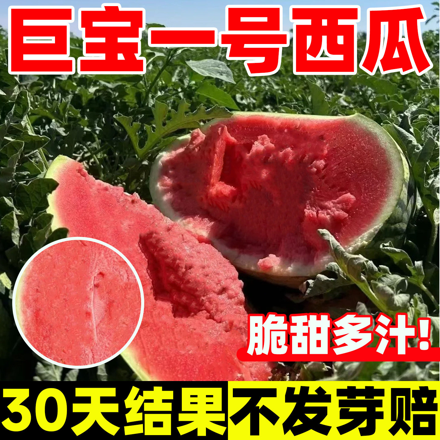 巨宝一号西瓜种子绿皮红壤巨型高产甜王阳台盆栽四季蔬菜水果种籽,鲜花速递/花卉仿真/绿植园艺,家庭园艺种子,淘宝优惠券,粉丝福利购,淘宝优惠卷