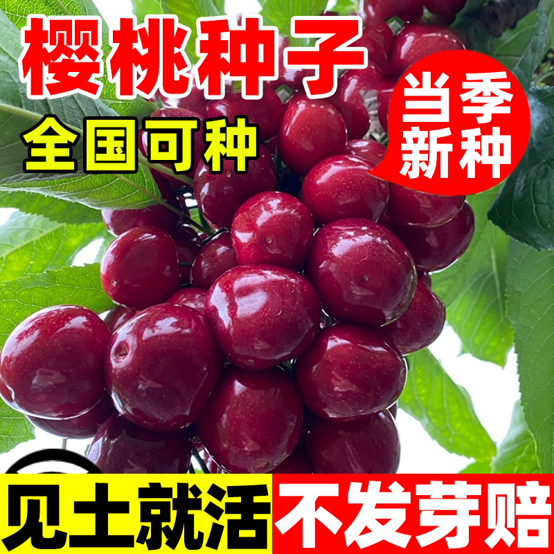 优质樱桃种子山果树毛车厘