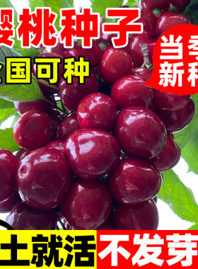 优质樱桃种子山果树毛车厘