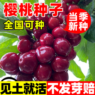 樱桃种子优质山樱桃种子果树种子毛樱桃种子车厘子种子大樱桃种籽