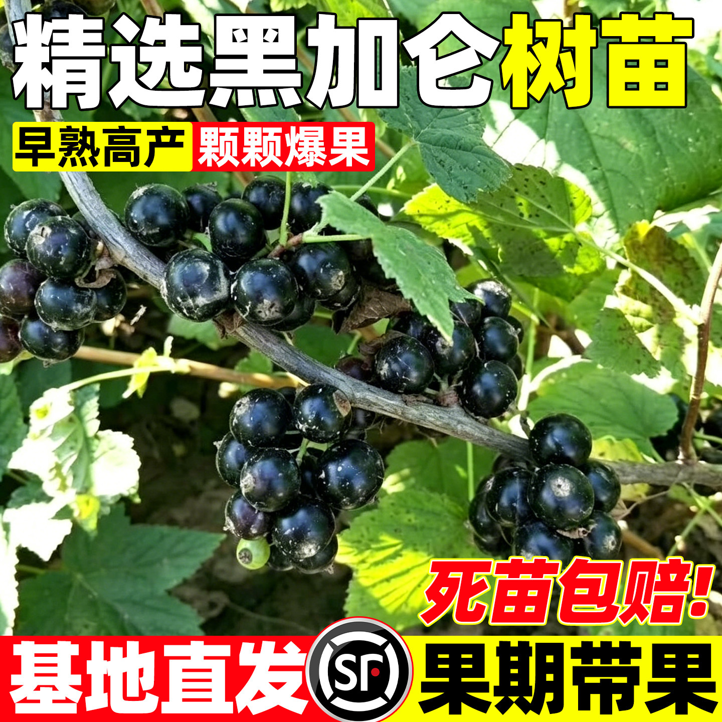 黑加仑盆栽地栽树葡萄苗嘉宝果黑醋栗当年结果耐寒南北方种果树苗