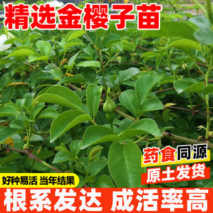 金樱子树苗可入药泡酒带杯土发货中药材种苗带刺品种梨有无刺果子