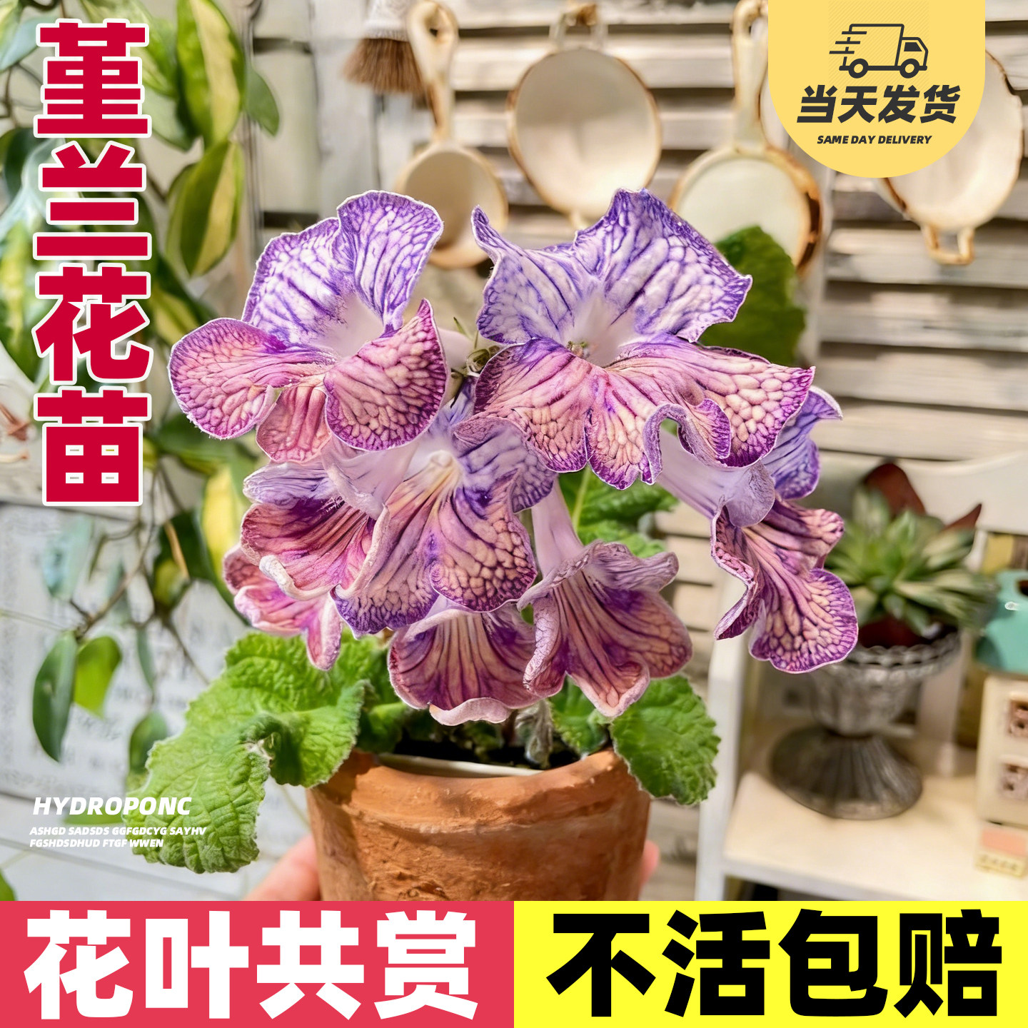 堇兰花苗苦苣苔科青花瓷进口大图片